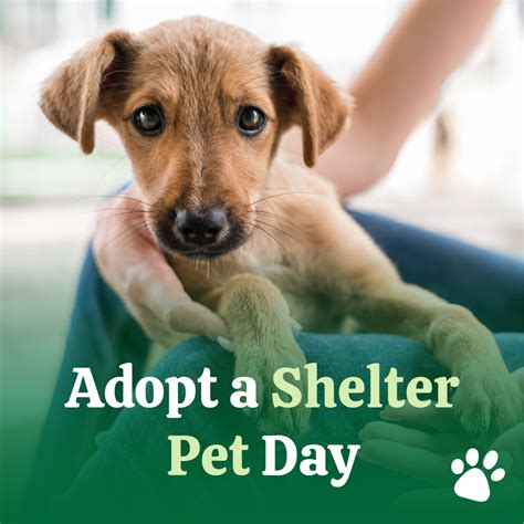 Adopt .
